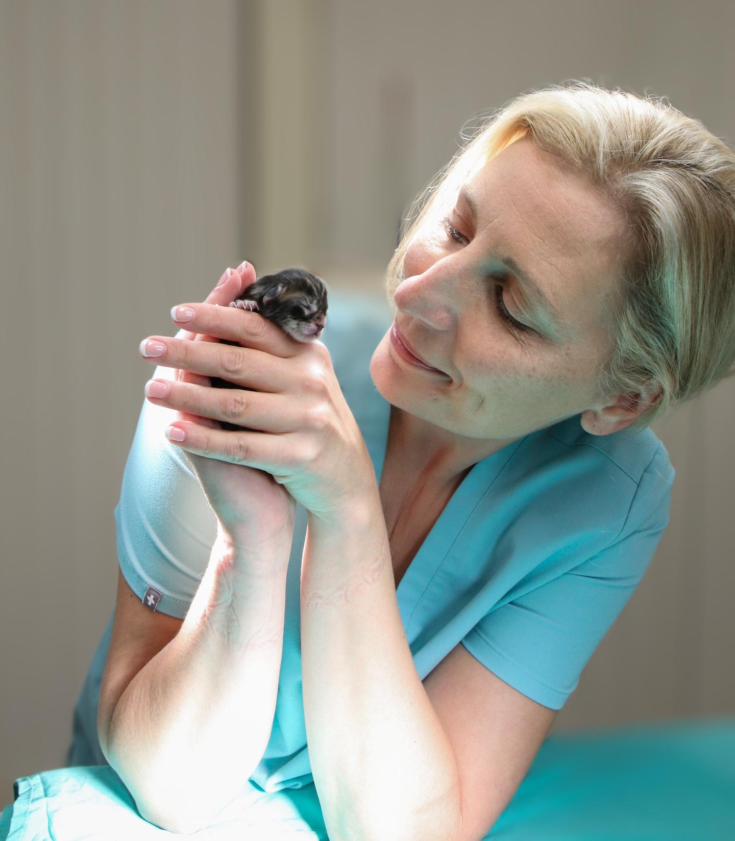 Dr. Mary Sebzda Theriogenology Veterinarian Kitten