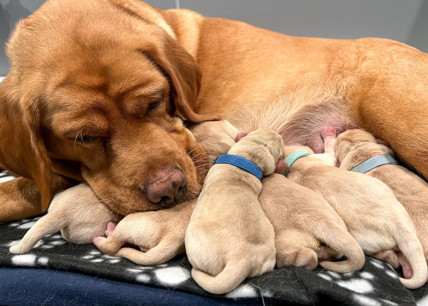 Momma Labrador and Puppies