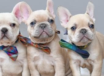 The Fabulous French Bulldog: What You Need to Know Before Ownership