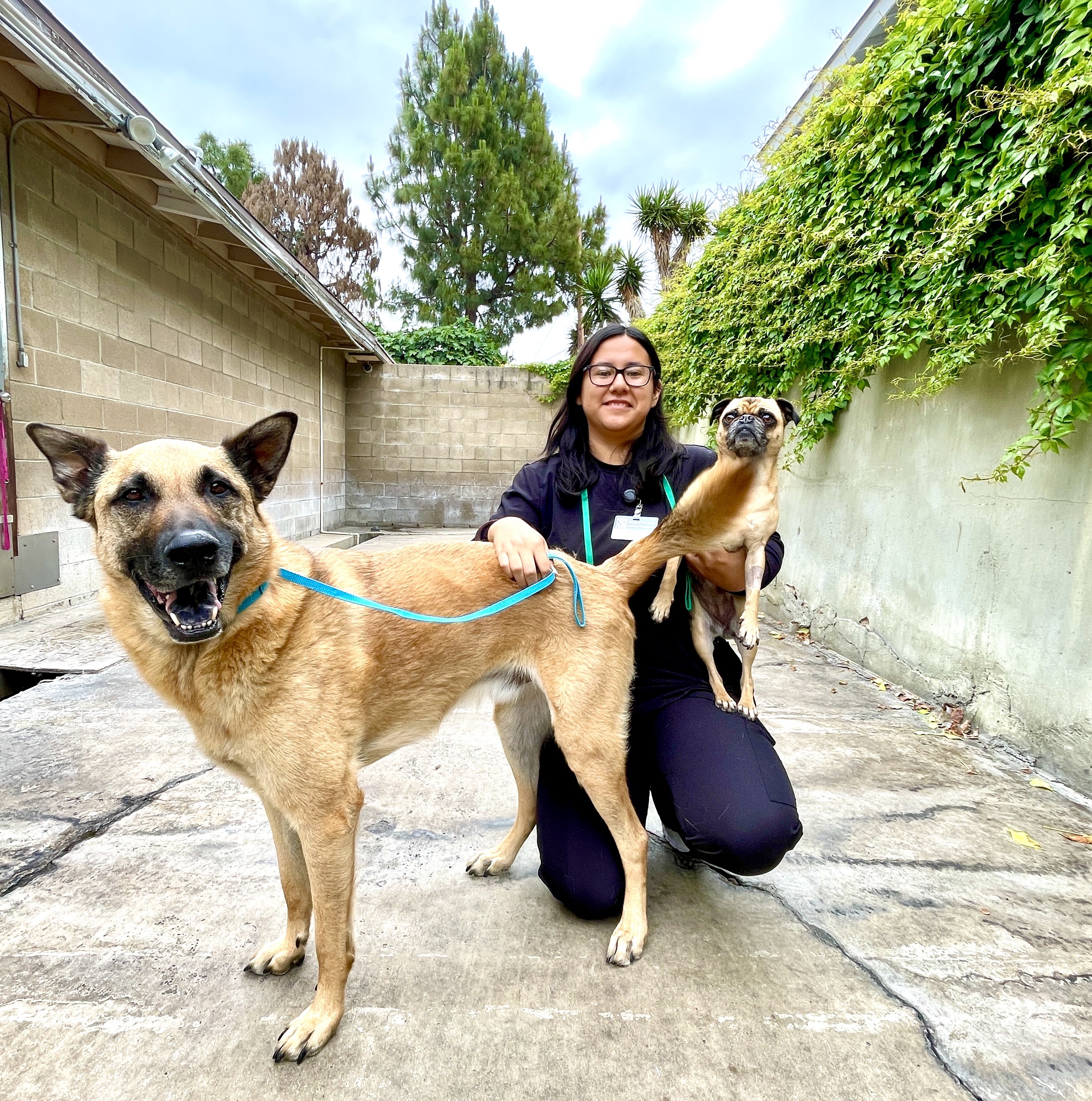 Shepherd and Pug in Boarding