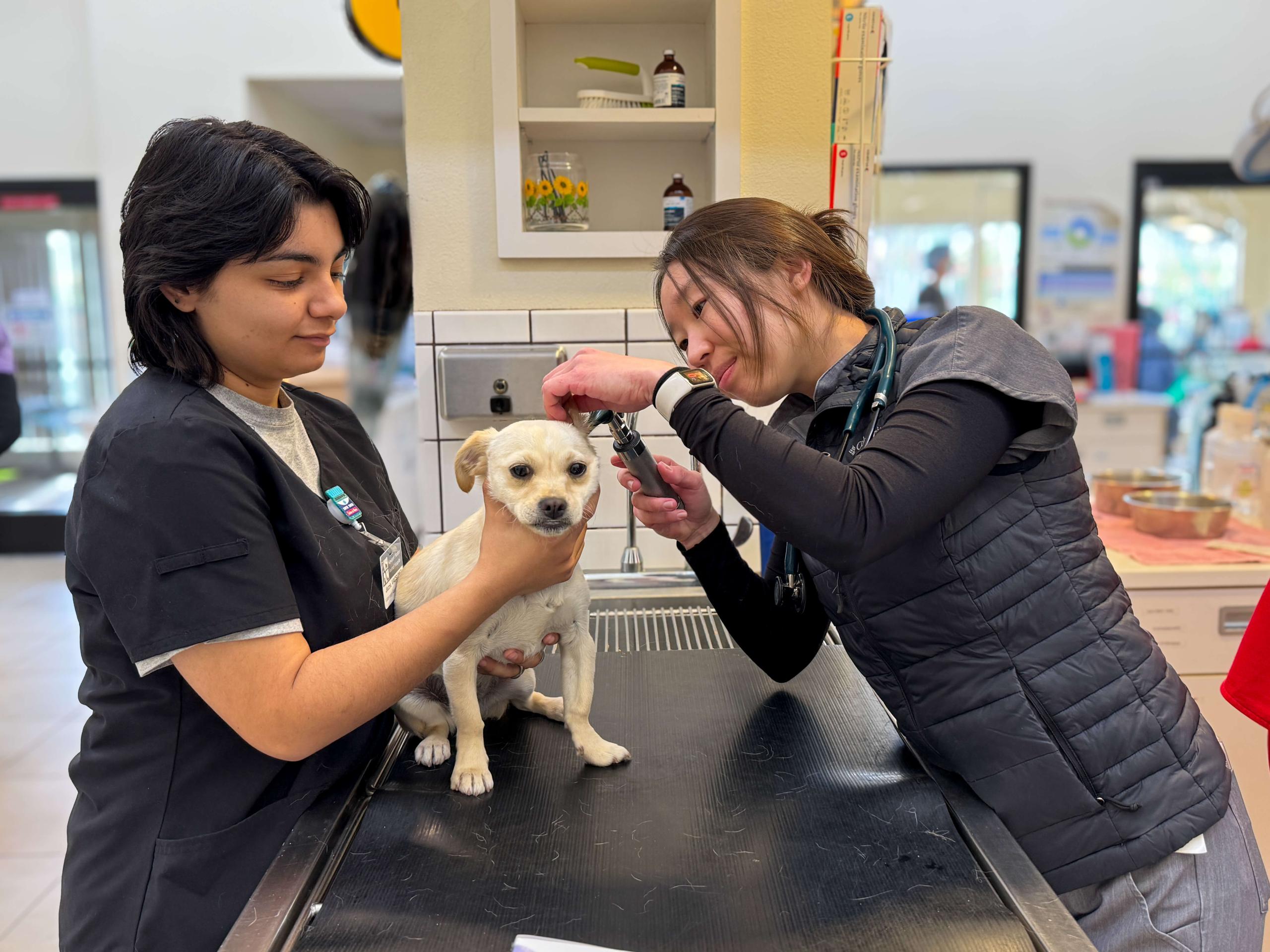 Veterinarian Examining Dog's Ears