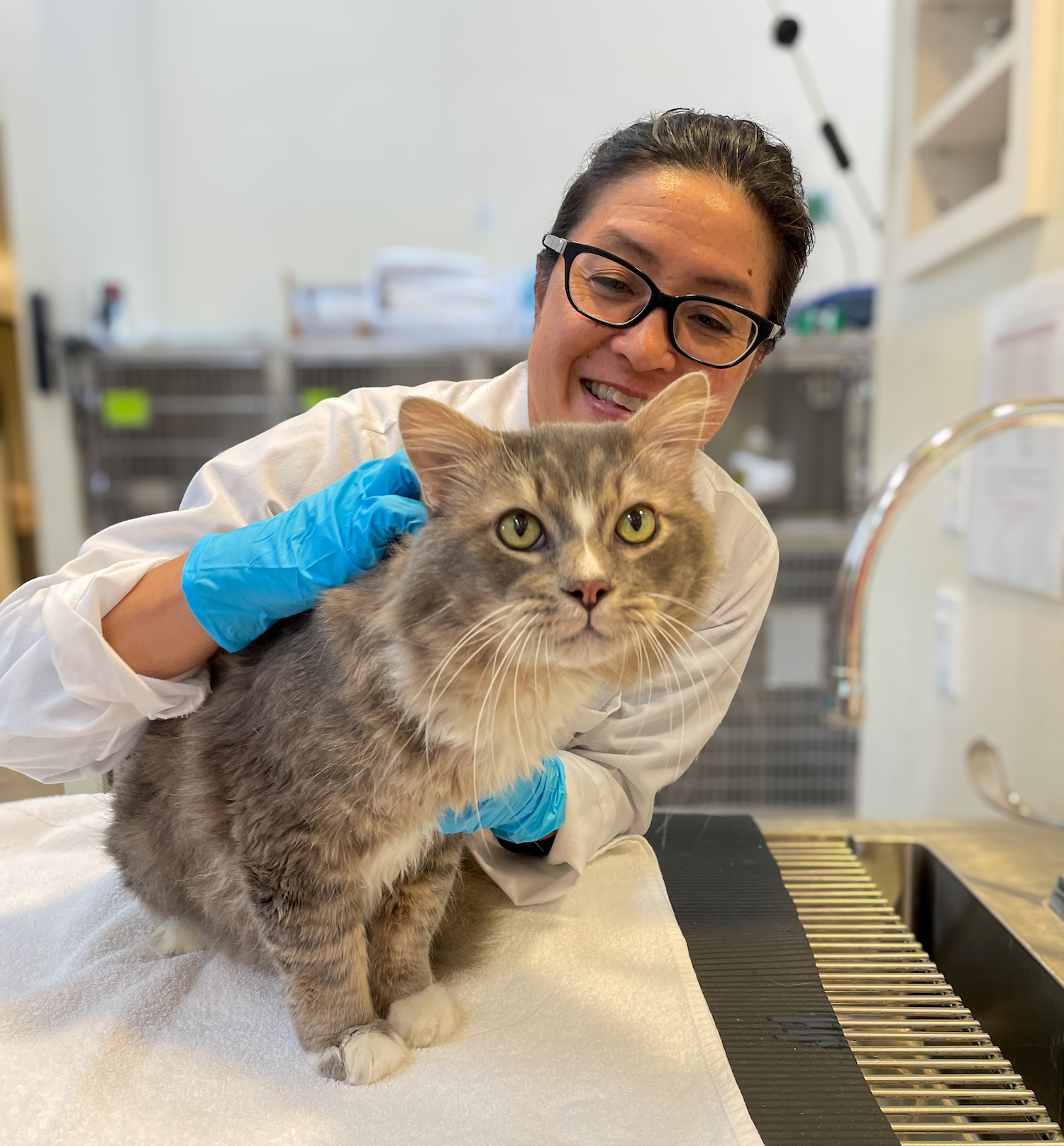 Cat Veterinarian Costa Mesa California