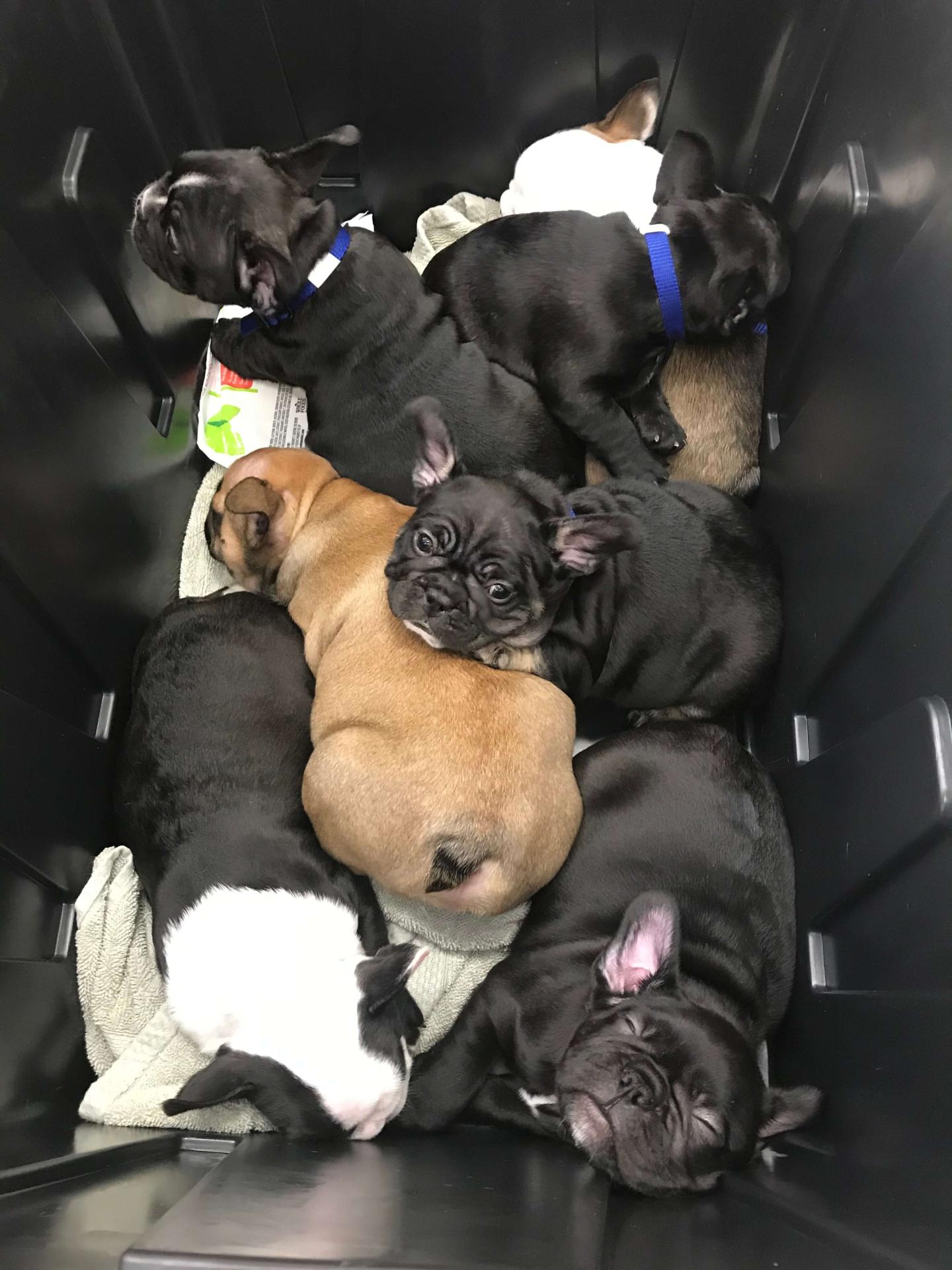 Newborn Frenchie puppies at Newport Harbor Vet Newborn Frenchie puppies at Newport Harbor Vet
