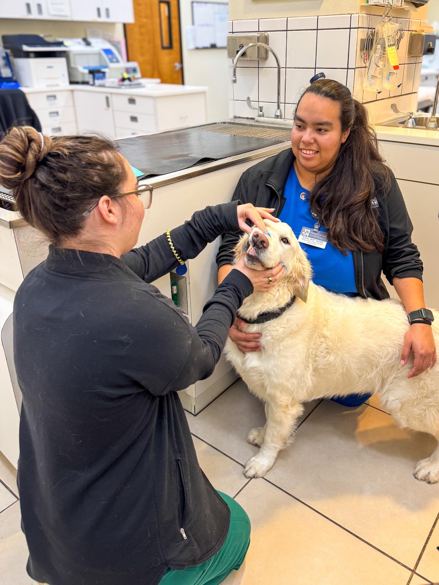 Dog dental care at Newport Harbor Vets Dog dental care at Newport Harbor Vets