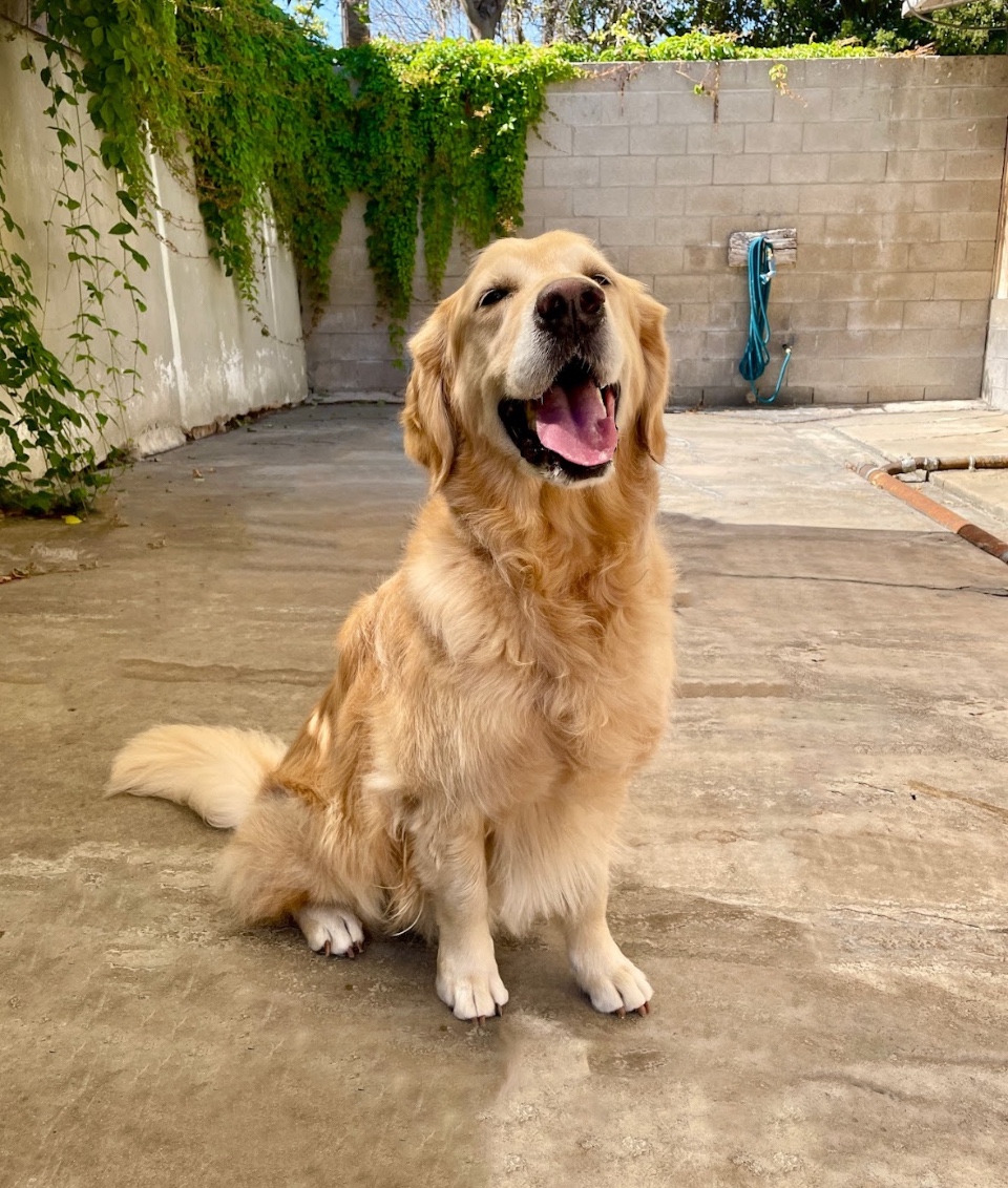 Dog veterinary services at Newport Harbor Vets Dog veterinary services at Newport Harbor Vets