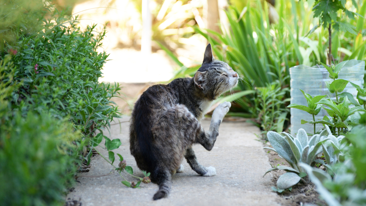 cat outside scratching cat outside scratching