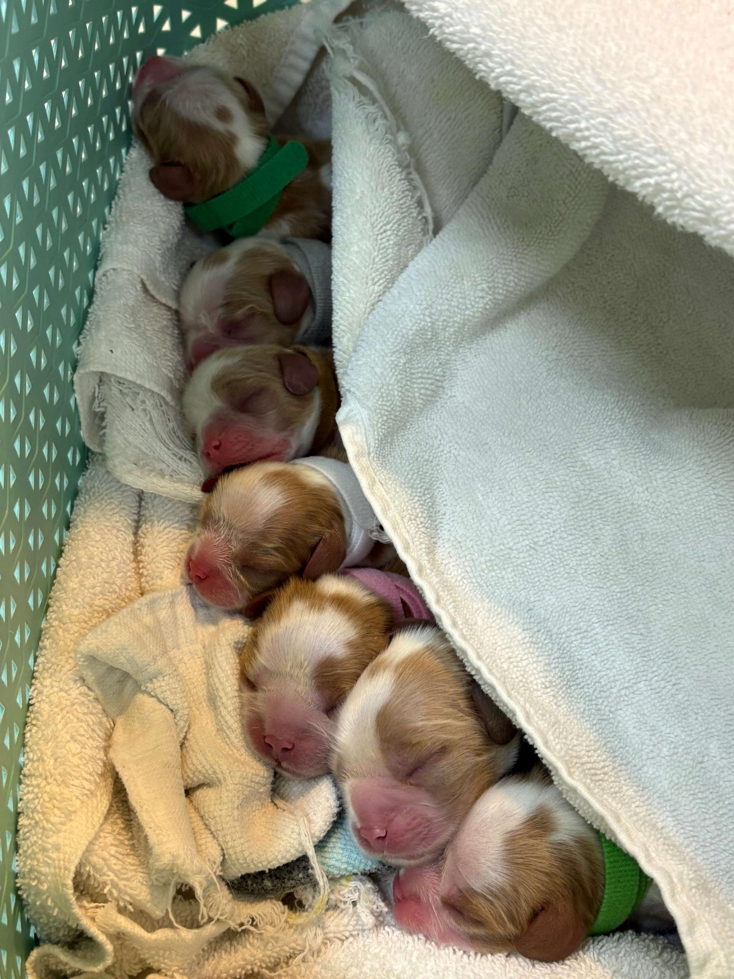 Newborn puppies at Newport Harbor Vet Newborn puppies at Newport Harbor Vet