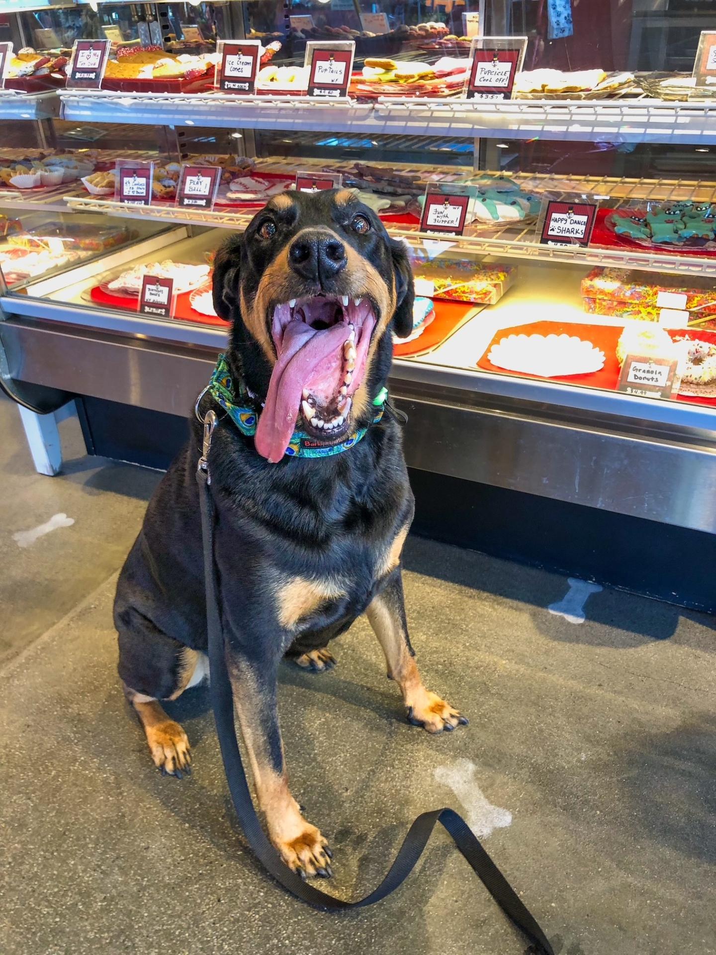 Pet Bakery