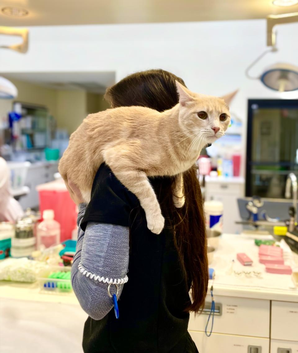 cat services image
