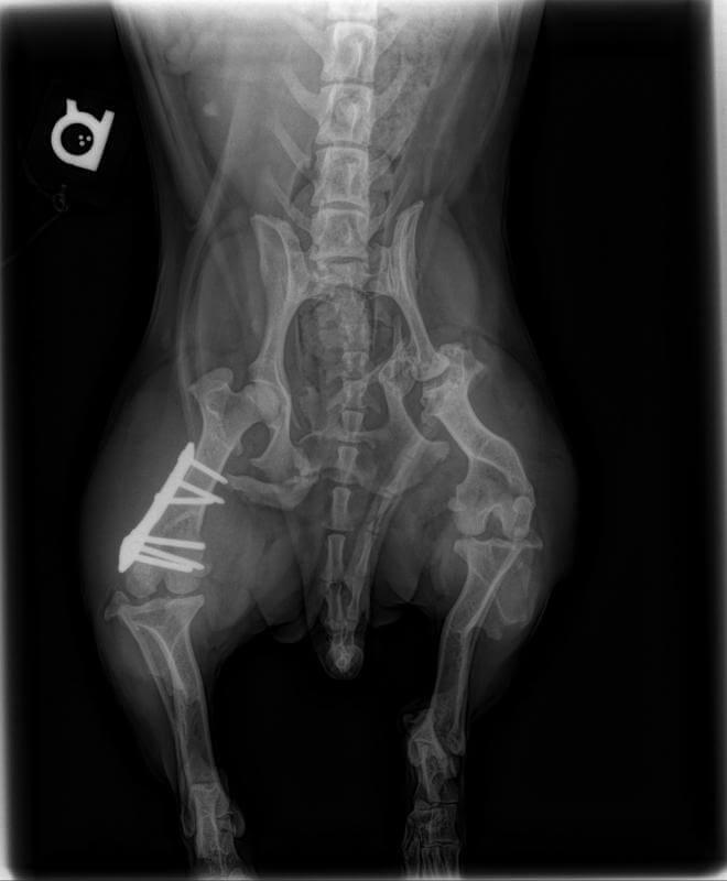 does my dog need an xray