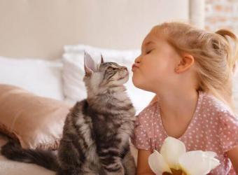 7 Tips For Raising a Healthy Cat in Honor of National Adopt a Cat Month